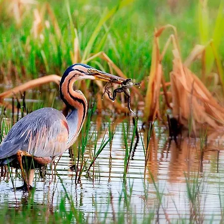 Casa Dos Amigos - A Luxury In The Nature Vakantiehuis Torreira